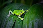 Little green tree frog resting on a leaf filled with water drops.