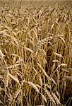 Golden field of wheat in the middle of summer ready for harvest.