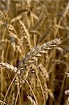 Close up of a piece of wheat ready for harvest.