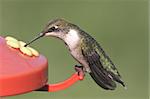 Juvenile Ruby-throated Hummingbird (archilochus colubris) at a feeder with a green background