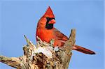 Male Northern Cardinal (cardinalis cardinalis) on a stump with snow and a blue sky background