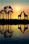 silhouette of two giraffes on grassy plain at sunrise