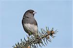 Dark-eyed Junco (junco hyemalis) on a spruce branch with a blue sky background
