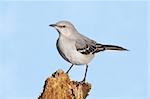 Northern Mockingbird (Mimus polyglottos) in winter on a log with a blue sky background