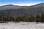 Mountains covered a fur-trees. Winter and blue sky.