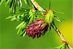 Detail of fresh red larch cone and needles