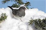 Dark-eyed Junco (junco hyemalis) on a snow covered pine branch in winter