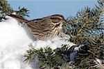 Song Sparrow (Melospiza melodia) perched on a snow covered tree limb