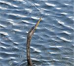 Anhinga bird native to Florida swimming in water