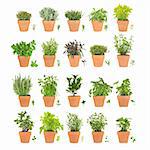 Large herb selection growing in terracotta pots with leaf sprigs over white background.