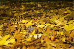 Carpet of leaves. It can be used as background