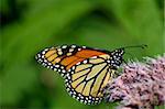 The butterfly sits on a pink flower and collects nectar