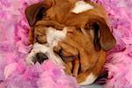 english bulldog sleeping surrounded pink feathers
