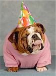 english bulldog with pink shirt and birthday hat with tongue sticking out - just another year