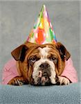 english bulldog dressed up pink sweater and birthday hat