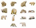 Vector illustrations of 14 Polar Bears in various poses. 16 color renders. Great value with animal collection packs.