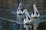 A trio of pelicans in a formation