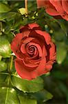 red rose bud  on green