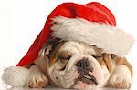 english bulldog wearing santa hat with tongue sticking out