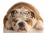 english bulldog wearing princess crown or tiara isolated on white background