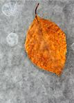 A photography of a frozen red leaf