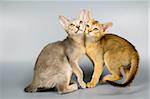 Kittens  in studio on a neutral background