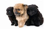 Two puppies of the spitz-dog in studio on a neutral background