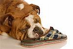 english bulldog resting with a favorite pair of slippers