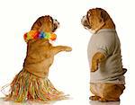 one english bulldog dressed up performing the hula dance while another one watches