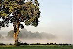 Morning scenery of a tree and mist in the magical light of the rising sun.