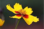 Beautiful brightly red and yellow flower on a white background