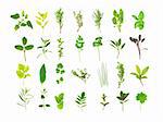 Large herb leaf selection, over white background.