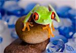 Red eye tree frog on stone