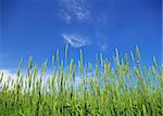 Early summer corn with a blue sky background