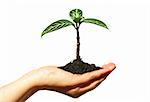 plant in the hand on  white background