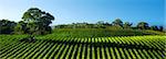 Beautiful Vineyard Panorama with large gum tree