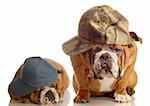 two english bulldogs dressed up with baseball caps