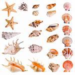 Seashells and starfish collection isolated on white background. Each element has a 8 Mp resolution
