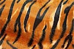 Wild African animal hide pattern tiger straps