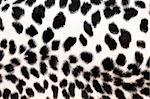 Wild African animal hide pattern white leopard