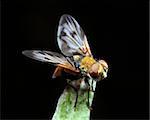 The yellow fly sits on a green leaf on a black background