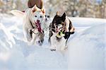 A group of sled dogs running fast