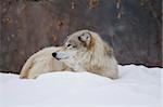 a wolf laying down in the snow during a cold day