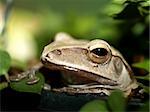 a photo of closeup of a  frog  , amphibian