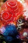 Assortment of Christmastree Worms photographer while scuba diving in the Channel Islands, CA.