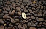 Golden Coffee Bean on a bed of normal coffee beans