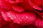 red rose with water drops close up