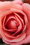 a close up of a beautiful pink rose