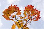 autumnal red maple leaves on sky