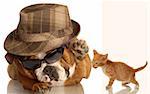 english bulldog dressed up in glasses and fedora  ready to  hit down cute kitten